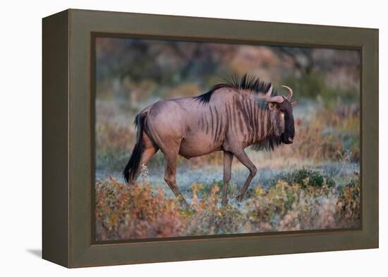 Wildebeest in a Field, Etosha National Park, Namibia-null-Framed Stretched Canvas