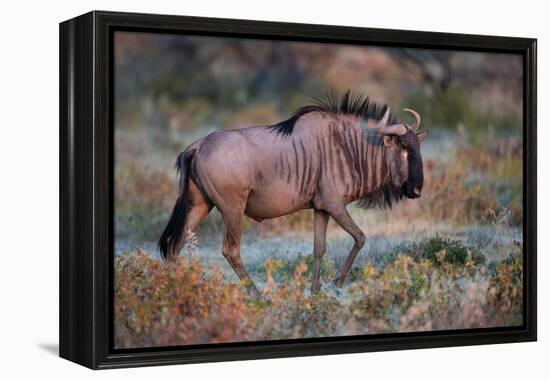 Wildebeest in a Field, Etosha National Park, Namibia-null-Framed Stretched Canvas