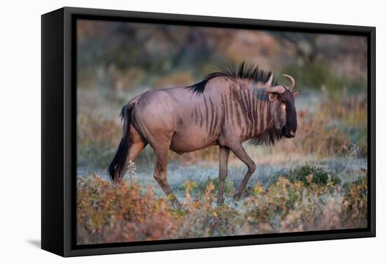 Wildebeest in a Field, Etosha National Park, Namibia-null-Framed Stretched Canvas