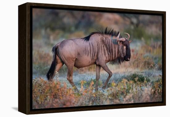 Wildebeest in a Field, Etosha National Park, Namibia-null-Framed Stretched Canvas