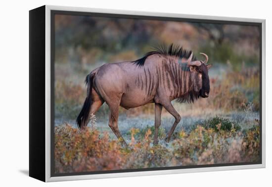 Wildebeest in a Field, Etosha National Park, Namibia-null-Framed Stretched Canvas