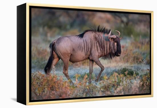 Wildebeest in a Field, Etosha National Park, Namibia-null-Framed Stretched Canvas