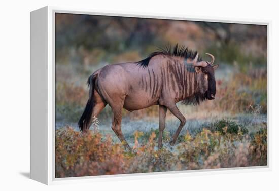 Wildebeest in a Field, Etosha National Park, Namibia-null-Framed Stretched Canvas