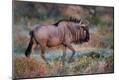 Premium Photographic Print
