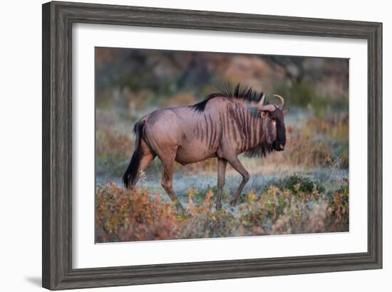 Wildebeest in a Field, Etosha National Park, Namibia-null-Framed Photographic Print