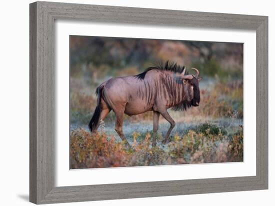 Wildebeest in a Field, Etosha National Park, Namibia-null-Framed Photographic Print