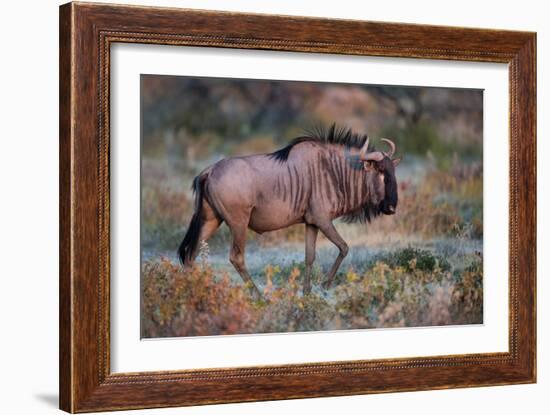 Wildebeest in a Field, Etosha National Park, Namibia--Framed Photographic Print