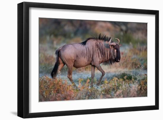 Wildebeest in a Field, Etosha National Park, Namibia-null-Framed Photographic Print