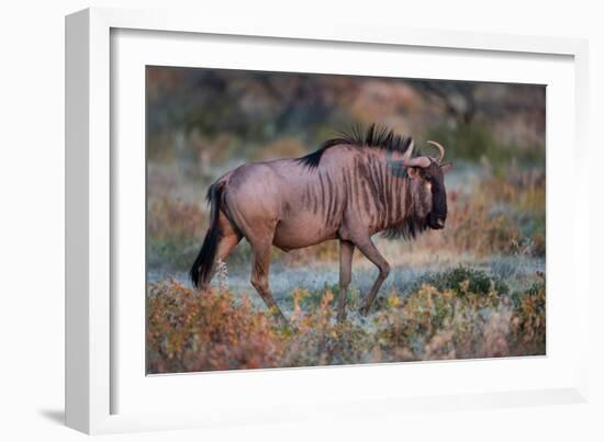 Wildebeest in a Field, Etosha National Park, Namibia-null-Framed Photographic Print