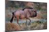 Wildebeest in a Field, Etosha National Park, Namibia-null-Mounted Photographic Print