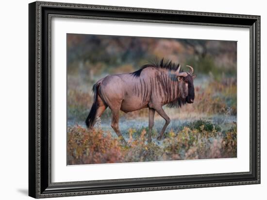 Wildebeest in a Field, Etosha National Park, Namibia--Framed Photographic Print