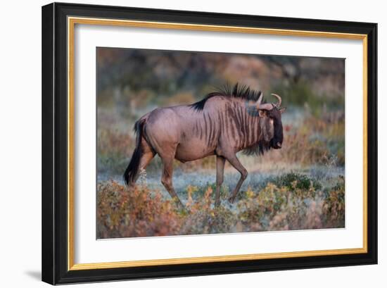 Wildebeest in a Field, Etosha National Park, Namibia--Framed Photographic Print