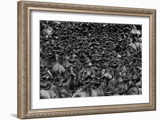 Wildebeest In Crossing-Jun Zuo-Framed Giclee Print