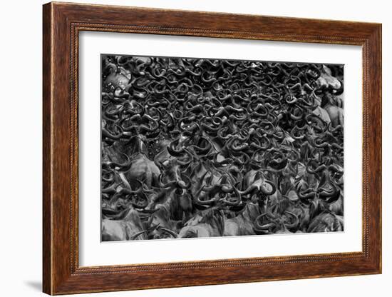 Wildebeest In Crossing-Jun Zuo-Framed Giclee Print