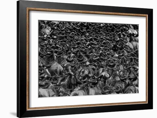 Wildebeest In Crossing-Jun Zuo-Framed Giclee Print