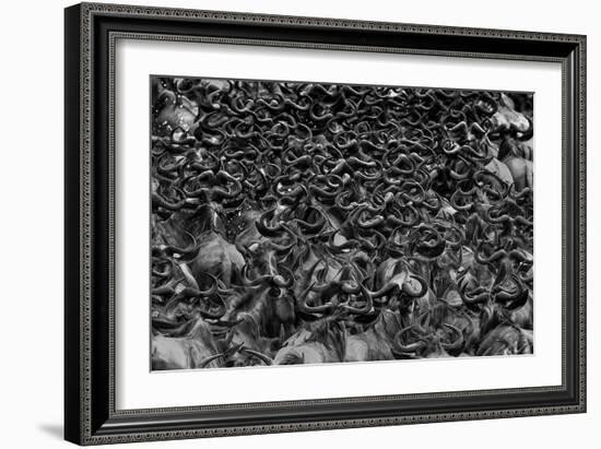 Wildebeest In Crossing-Jun Zuo-Framed Giclee Print