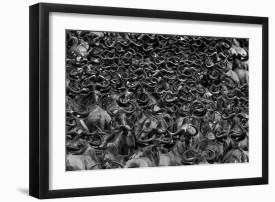 Wildebeest In Crossing-Jun Zuo-Framed Giclee Print