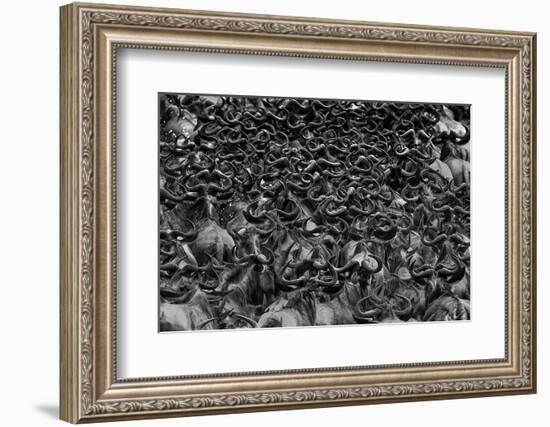 Wildebeest in Crossing-Jun Zuo-Framed Photographic Print