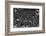 Wildebeest in Crossing-Jun Zuo-Framed Photographic Print