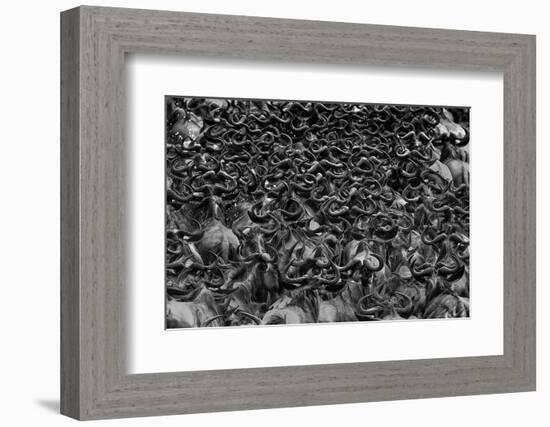 Wildebeest in Crossing-Jun Zuo-Framed Photographic Print