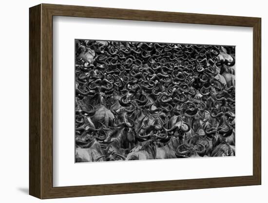 Wildebeest in Crossing-Jun Zuo-Framed Photographic Print