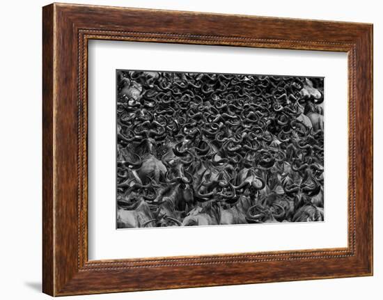 Wildebeest in Crossing-Jun Zuo-Framed Photographic Print