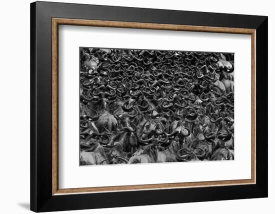 Wildebeest in Crossing-Jun Zuo-Framed Photographic Print