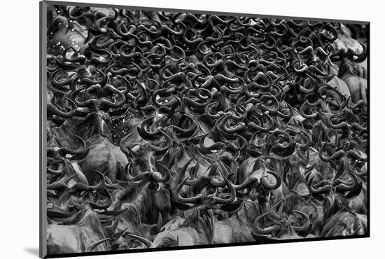 Wildebeest in Crossing-Jun Zuo-Mounted Photographic Print