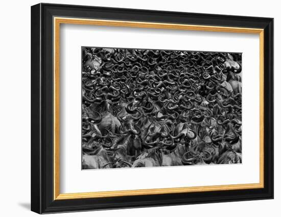 Wildebeest in Crossing-Jun Zuo-Framed Photographic Print