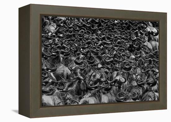 Wildebeest in Crossing-Jun Zuo-Framed Premier Image Canvas