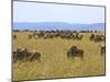 Wildebeest in the Maasai Mara, Kenya-Joe Restuccia III-Mounted Photographic Print