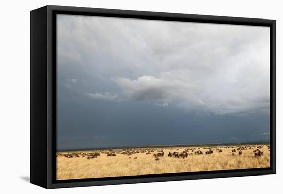 Wildebeest, Masai Mara, Kenya-Sergio Pitamitz-Framed Premier Image Canvas