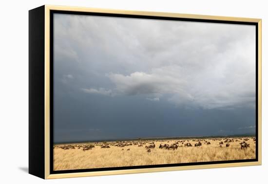 Wildebeest, Masai Mara, Kenya-Sergio Pitamitz-Framed Premier Image Canvas