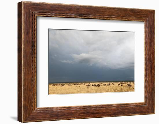 Wildebeest, Masai Mara, Kenya-Sergio Pitamitz-Framed Photographic Print