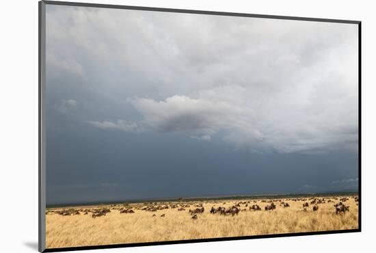 Wildebeest, Masai Mara, Kenya-Sergio Pitamitz-Mounted Photographic Print