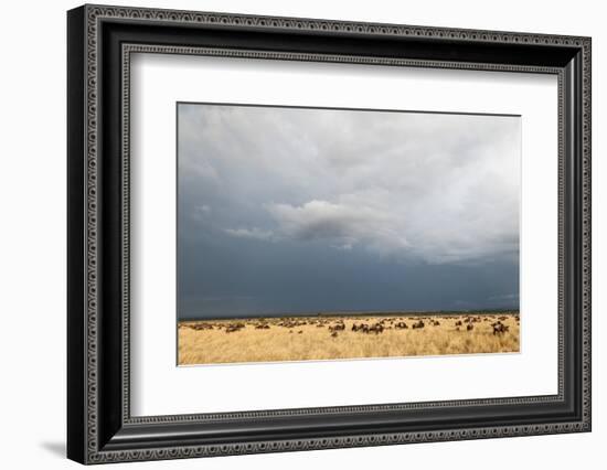 Wildebeest, Masai Mara, Kenya-Sergio Pitamitz-Framed Photographic Print