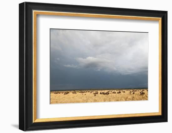 Wildebeest, Masai Mara, Kenya-Sergio Pitamitz-Framed Photographic Print