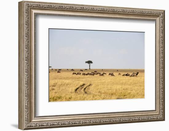 Wildebeest, Masai Mara, Kenya-Sergio Pitamitz-Framed Photographic Print