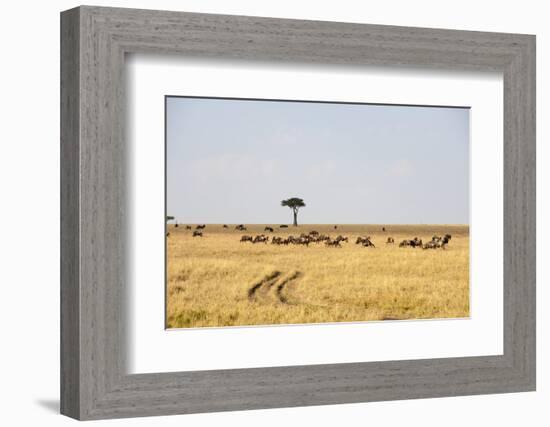 Wildebeest, Masai Mara, Kenya-Sergio Pitamitz-Framed Photographic Print