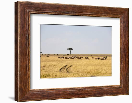 Wildebeest, Masai Mara, Kenya-Sergio Pitamitz-Framed Photographic Print