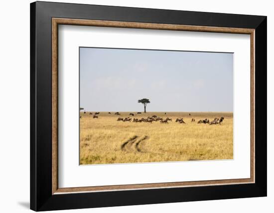 Wildebeest, Masai Mara, Kenya-Sergio Pitamitz-Framed Photographic Print