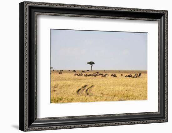 Wildebeest, Masai Mara, Kenya-Sergio Pitamitz-Framed Photographic Print