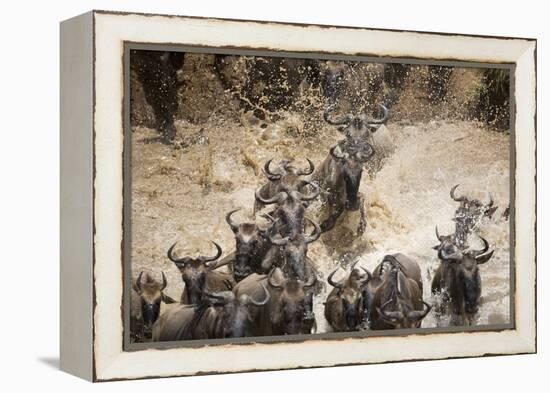 Wildebeest Migration, Masai Mara Game Reserve, Kenya-Paul Souders-Framed Premier Image Canvas