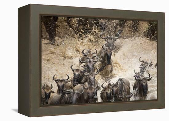 Wildebeest Migration, Masai Mara Game Reserve, Kenya-Paul Souders-Framed Premier Image Canvas