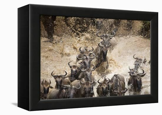 Wildebeest Migration, Masai Mara Game Reserve, Kenya-Paul Souders-Framed Premier Image Canvas