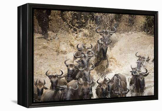 Wildebeest Migration, Masai Mara Game Reserve, Kenya-Paul Souders-Framed Premier Image Canvas