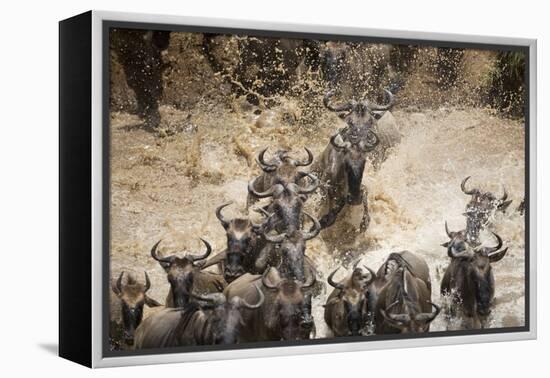 Wildebeest Migration, Masai Mara Game Reserve, Kenya-Paul Souders-Framed Premier Image Canvas