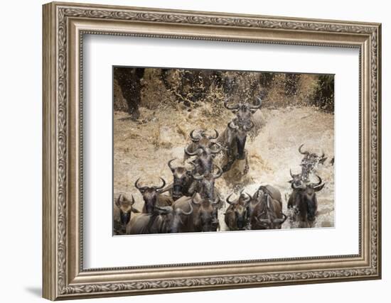 Wildebeest Migration, Masai Mara Game Reserve, Kenya-Paul Souders-Framed Photographic Print