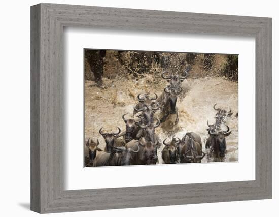 Wildebeest Migration, Masai Mara Game Reserve, Kenya-Paul Souders-Framed Photographic Print