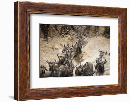 Wildebeest Migration, Masai Mara Game Reserve, Kenya-Paul Souders-Framed Photographic Print